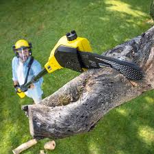 Best Tree Trimming and Pruning  in Meadowdale, WA