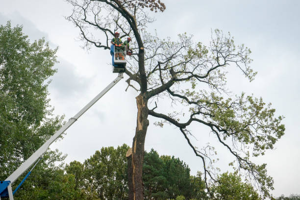 Tree and Shrub Care in Meadowdale, WA