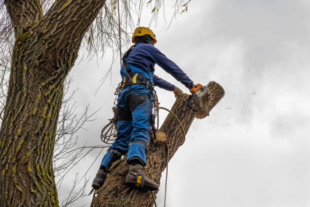 Best Tree Cabling and Bracing  in Meadowdale, WA