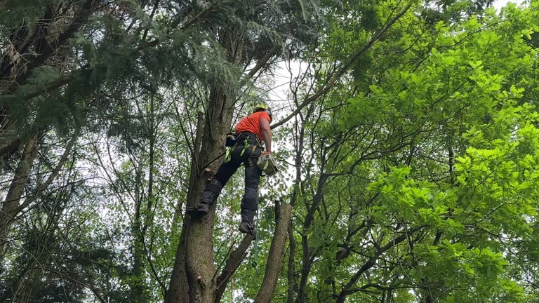 Best Tree Mulching  in Meadowdale, WA