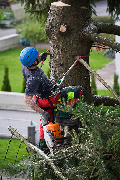 How Our Tree Care Process Works  in  Meadowdale, WA