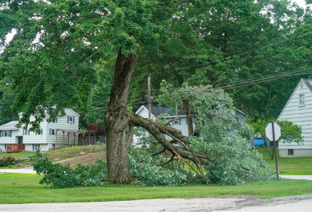 Best Arborist Consultation Services  in Meadowdale, WA