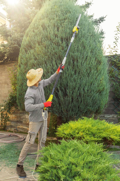 Professional Tree Removal in Meadowdale, WA